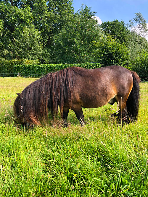 Paardencoaching bij dementie